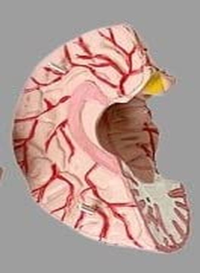 ISKO® Human Brain Fiber Glass Model in 4 Parts with magnets For Teaching Anatomy of Brain for Science Classroom Study - Image 3